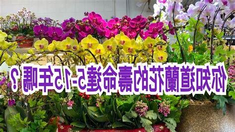 蘭花擺放 位置